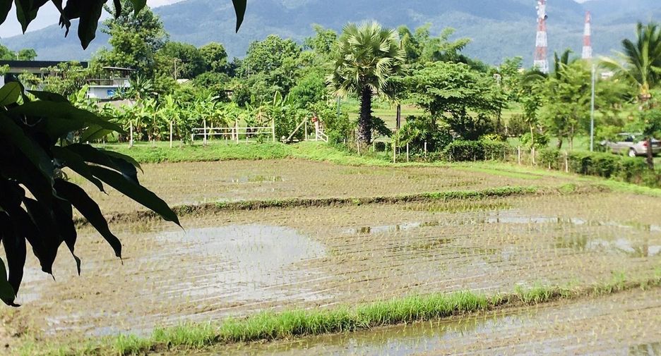 For sale and for rent 5 bedrooms house in Mae Rim, Chiang Mai
