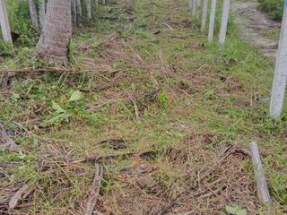 For sale land in Ko Samui, Surat Thani