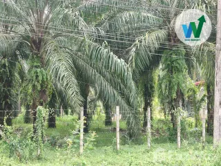 出售 土地 在 Khuan Khanun, Phatthalung