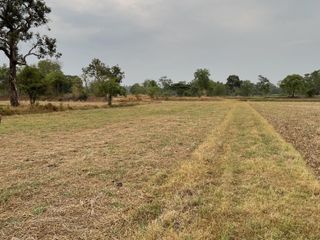 ขาย ที่ดิน ใน ม่วงสามสิบ, อุบลราชธานี