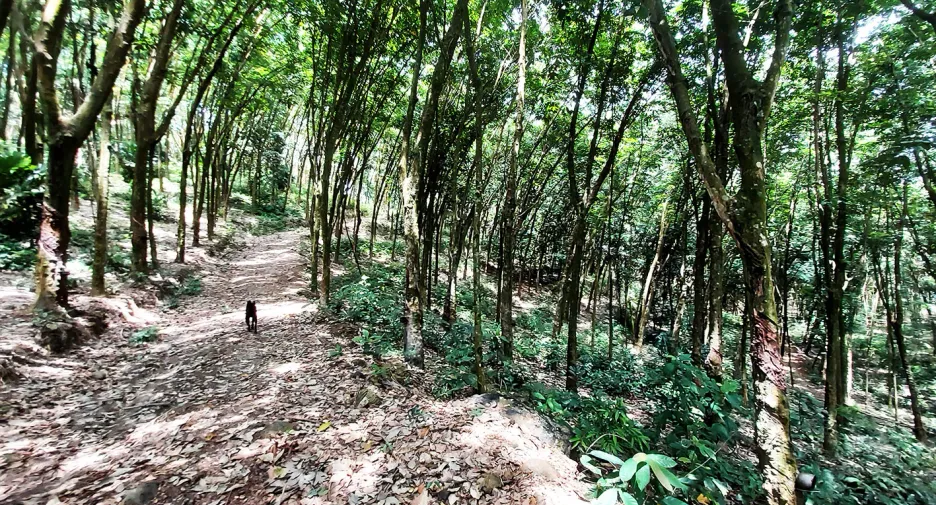 For sale land in Klaeng, Rayong