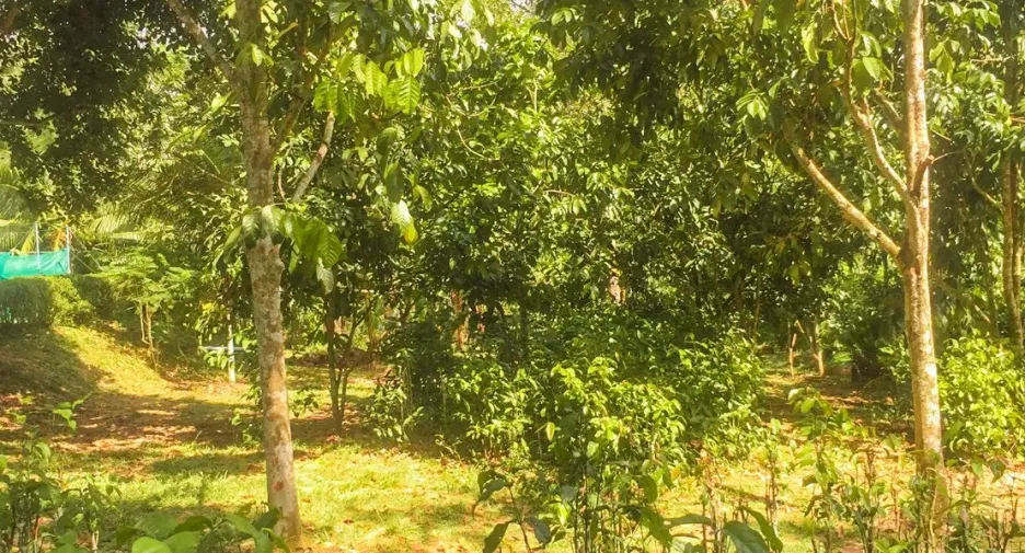 出售 4 卧室 独立屋 在 Mueang Chumphon, Chumphon