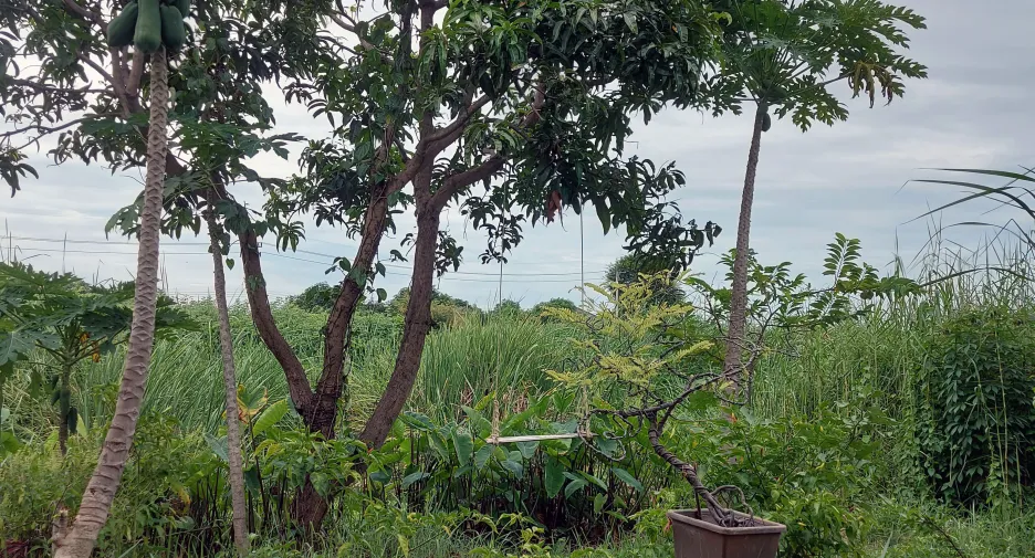 ขาย 2 ห้องนอน บ้านเดี่ยว ใน บางเลน, นครปฐม