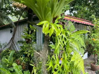 ให้เช่า สตูดิโอ บ้านเดี่ยว ใน เมืองภูเก็ต, ภูเก็ต
