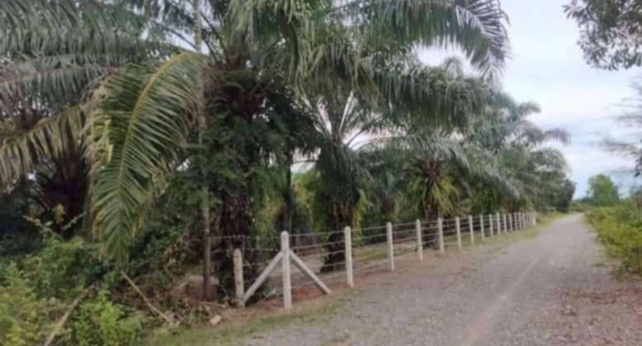 For sale land in Tha Sala, Nakhon Si Thammarat