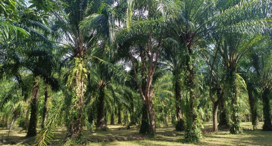 For sale land in Tha Sala, Nakhon Si Thammarat