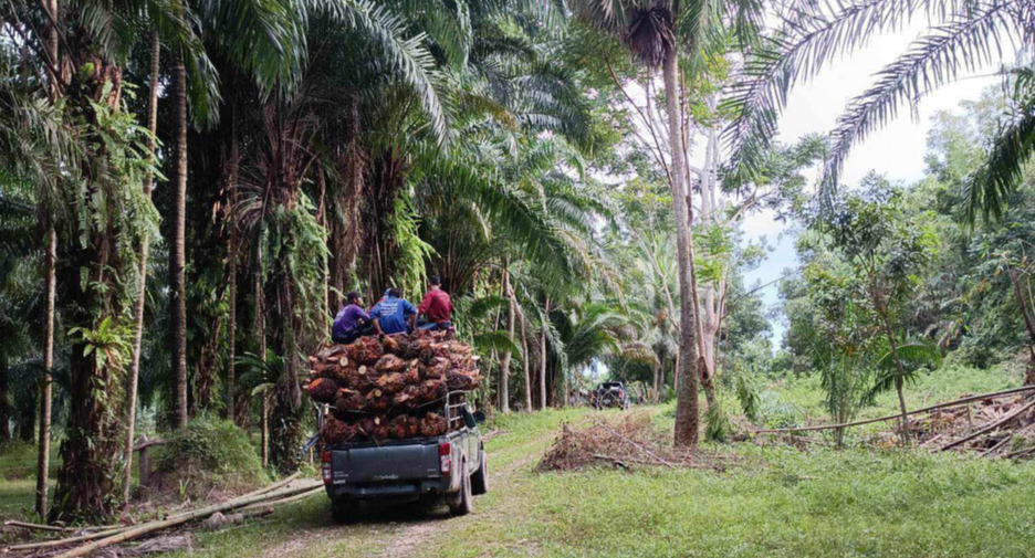 For sale land in Tha Sala, Nakhon Si Thammarat