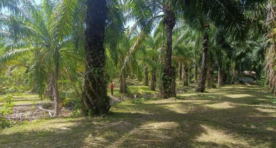 For sale land in Tha Sala, Nakhon Si Thammarat