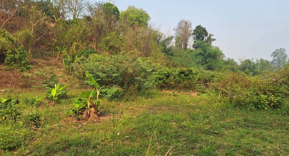 For sale land in Chiang Dao, Chiang Mai