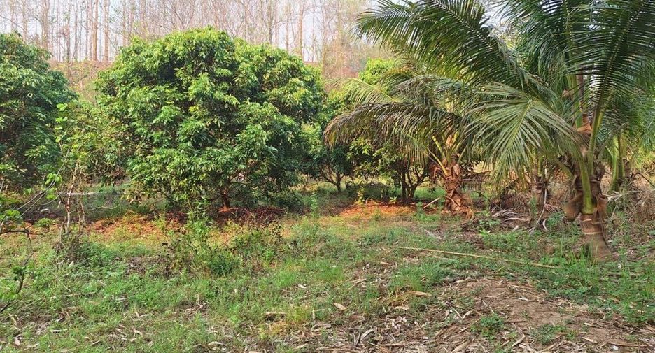 For sale land in Chiang Dao, Chiang Mai