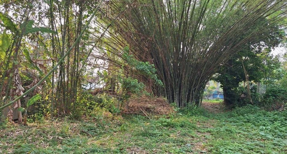 For sale land in Chiang Dao, Chiang Mai