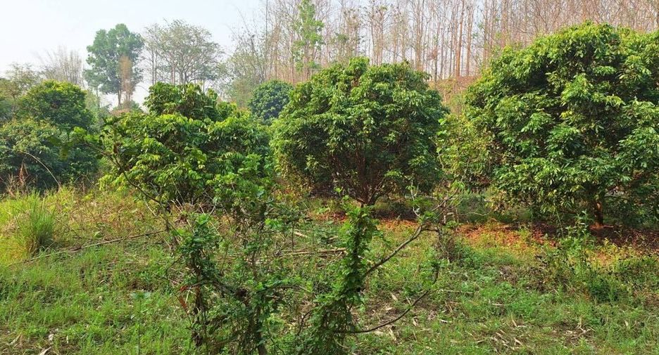 For sale land in Chiang Dao, Chiang Mai