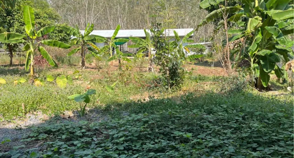 ขาย ที่ดิน ใน ถลาง, ภูเก็ต