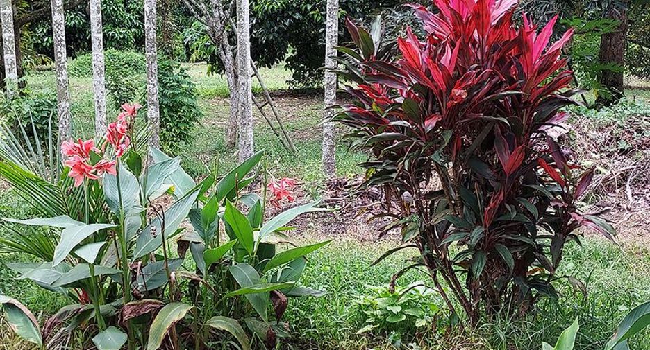 For sale land in Klaeng, Rayong