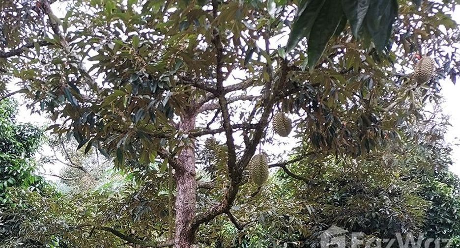For sale land in Klaeng, Rayong