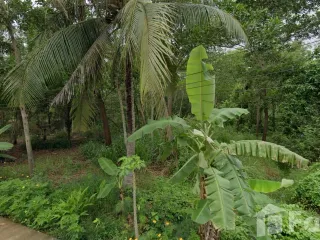 For sale land in Bang Saray, Pattaya