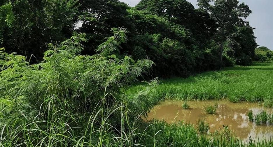 For sale land in Sao Hai, Saraburi