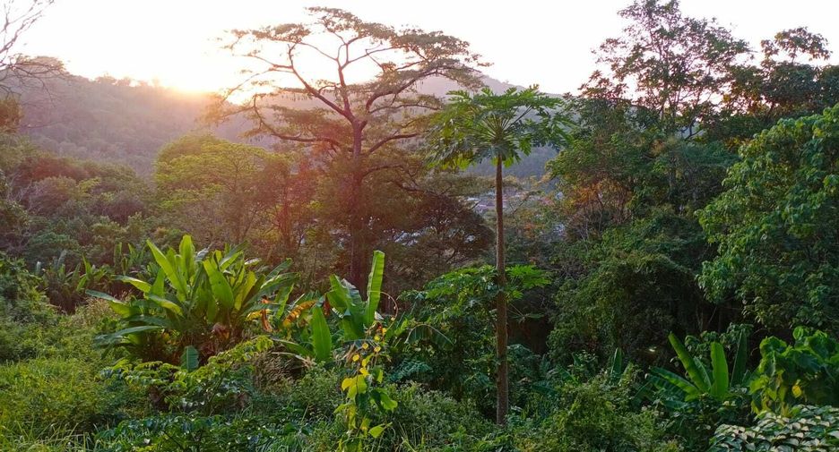 For sale land in Kathu, Phuket