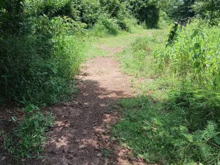 出售 土地 在 Kabin Buri, Prachin Buri