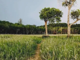Terreno en venta en Thalang, Phuket
