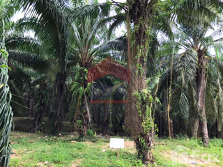 À vendre terrain à Mueang Krabi, Krabi