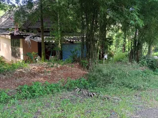 For sale land in Thalang, Phuket