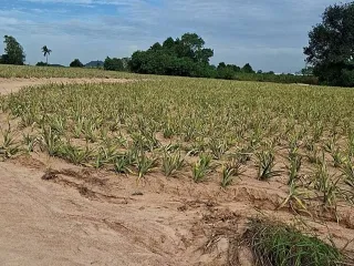 À vendre terrain à Pluak Daeng, Rayong
