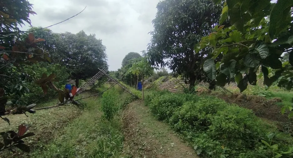 出售 土地 在 Bang Khla, Chachoengsao