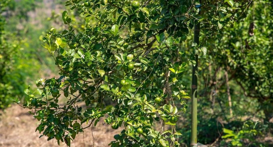 For sale land in Mueang Kanchanaburi, Kanchanaburi