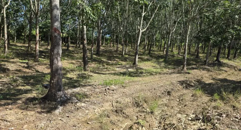 For sale land in Chun, Phayao