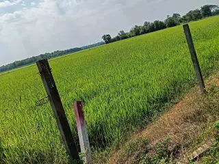 For sale land in Ongkharak, Nakhon Nayok