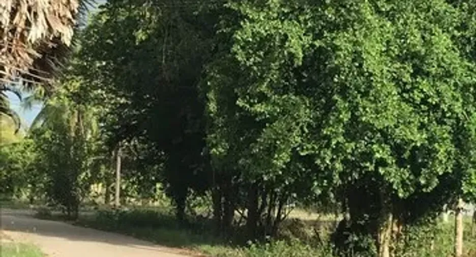 For sale land in Tha Yang, Phetchaburi