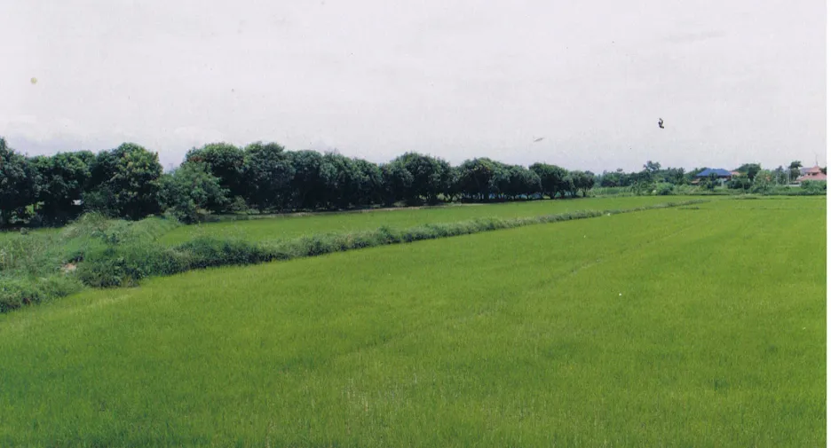 For sale land in Mueang Sing Buri, Sing Buri