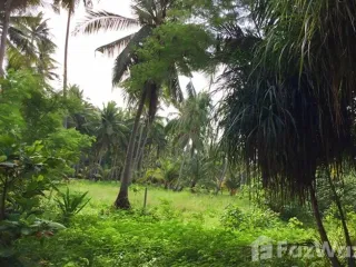 ขาย ที่ดิน ใน หลังสวน, ชุมพร
