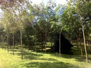 Grundstück zum Kauf in Thalang, Phuket