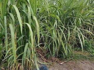 For sale land in Mueang Songkhla, Songkhla