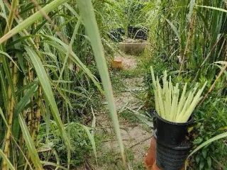 Продажа Участок в Mueang Songkhla, Songkhla