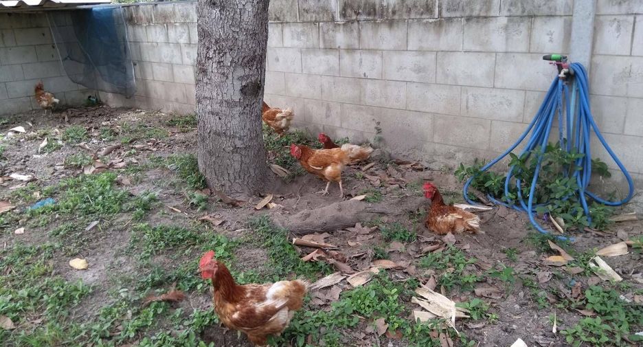 Haus zum Kauf und zur Miete mit 2 Zimmer in Suan Phueng, Ratchaburi