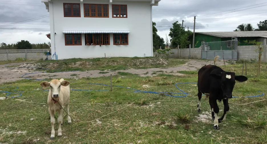 Haus zum Kauf und zur Miete mit 2 Zimmer in Suan Phueng, Ratchaburi