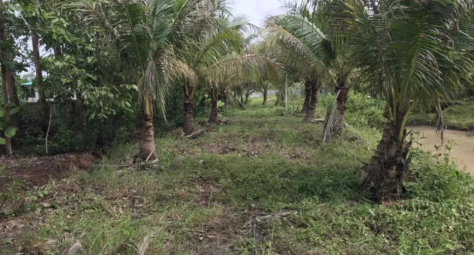 Terreno en venta en Nong Han, Udon Thani