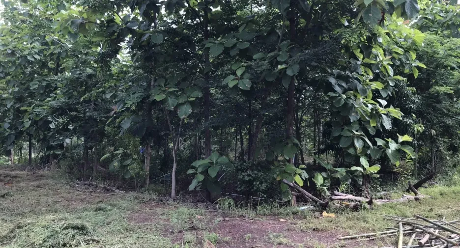 Grundstück zum Kauf in Nong Han, Udon Thani