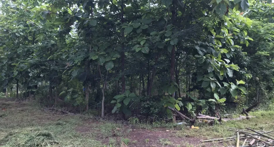 Grundstück zum Kauf in Nong Han, Udon Thani
