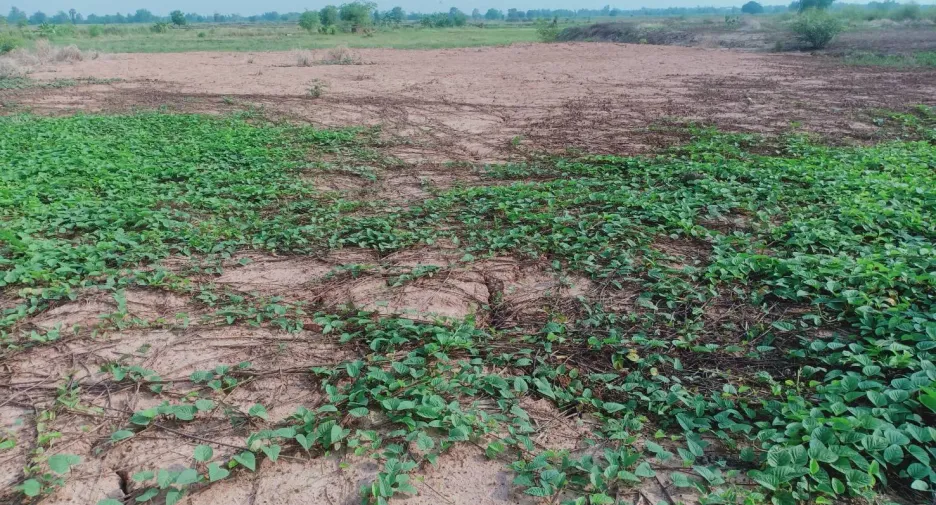 For sale land in Sak Lek, Phichit