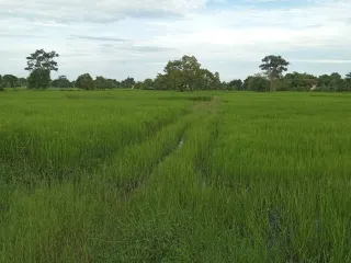 ขาย ที่ดิน ใน เมืองสุรินทร์, สุรินทร์