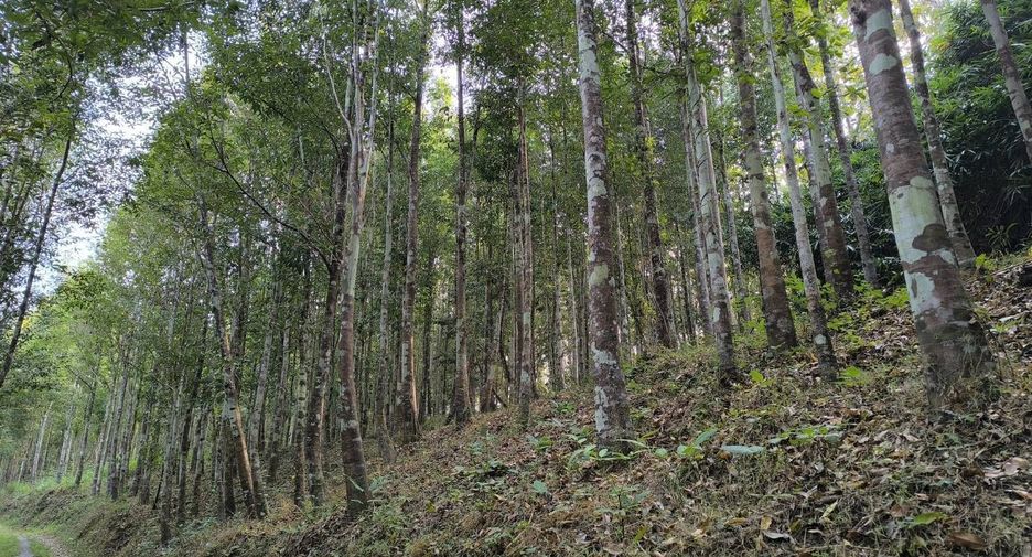 For sale land in Phu Phiang, Nan