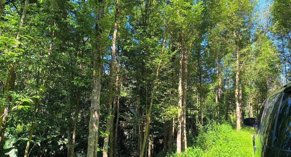 For sale land in Phu Phiang, Nan
