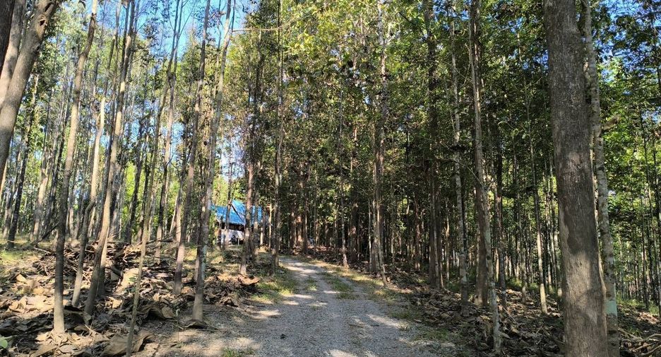 For sale land in Phu Phiang, Nan