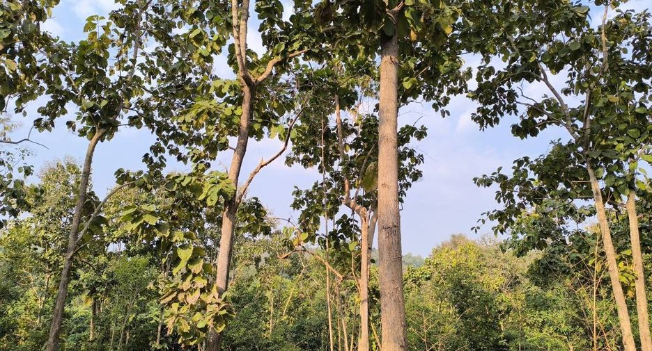 For sale land in Phu Phiang, Nan