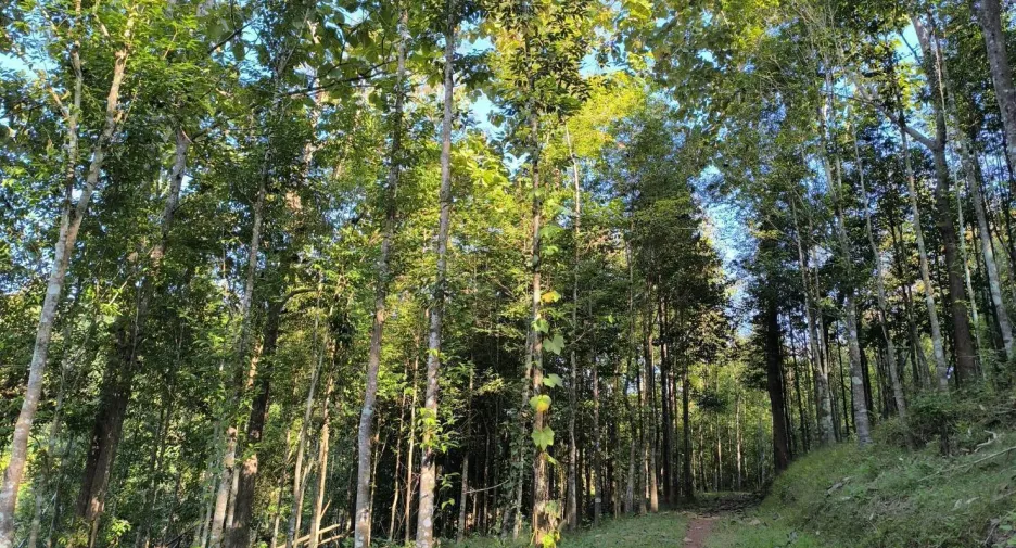 For sale land in Phu Phiang, Nan