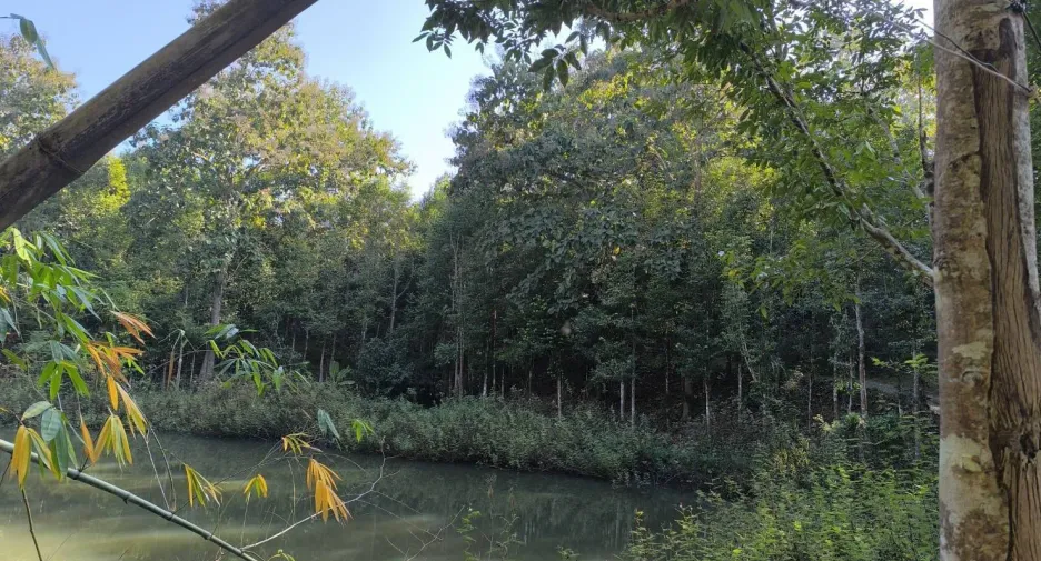 For sale land in Phu Phiang, Nan